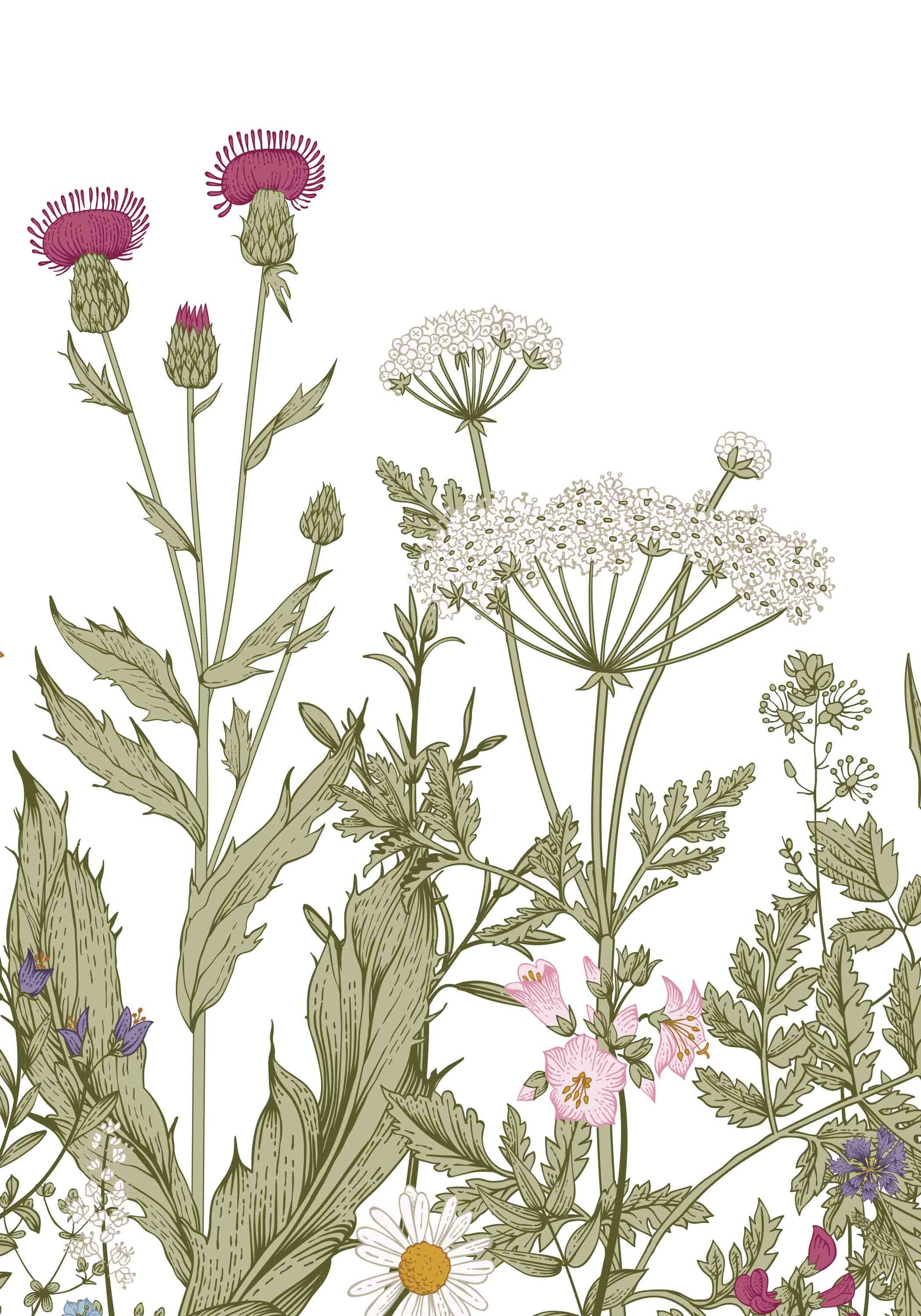 Wildflower Wallpaper White Background